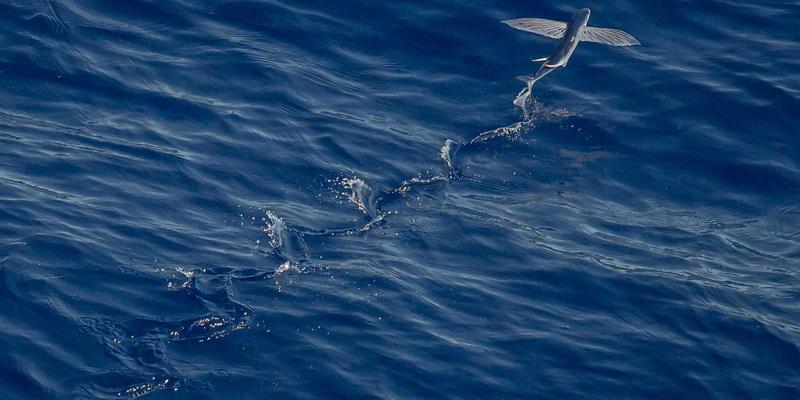 VAC快递冷链物流解决方案：药品与生鲜食品温控运输全流程深度解析