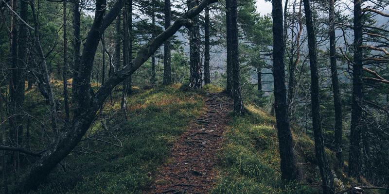 VAC快递物流成本控制策略：如何通过路径优化与整合降低国际运费